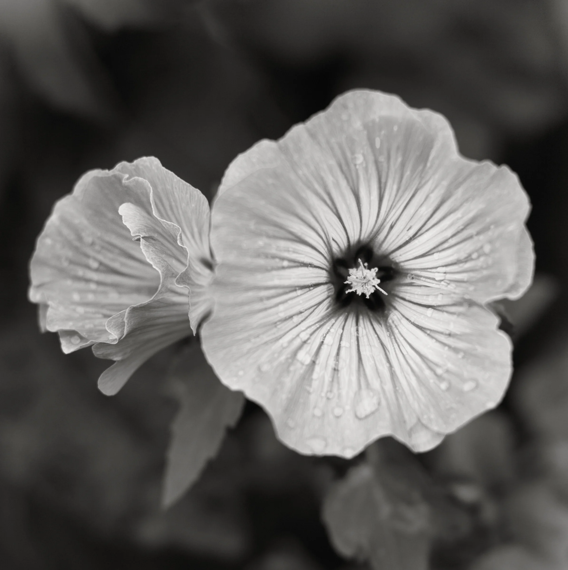 Frymburk Floral-1