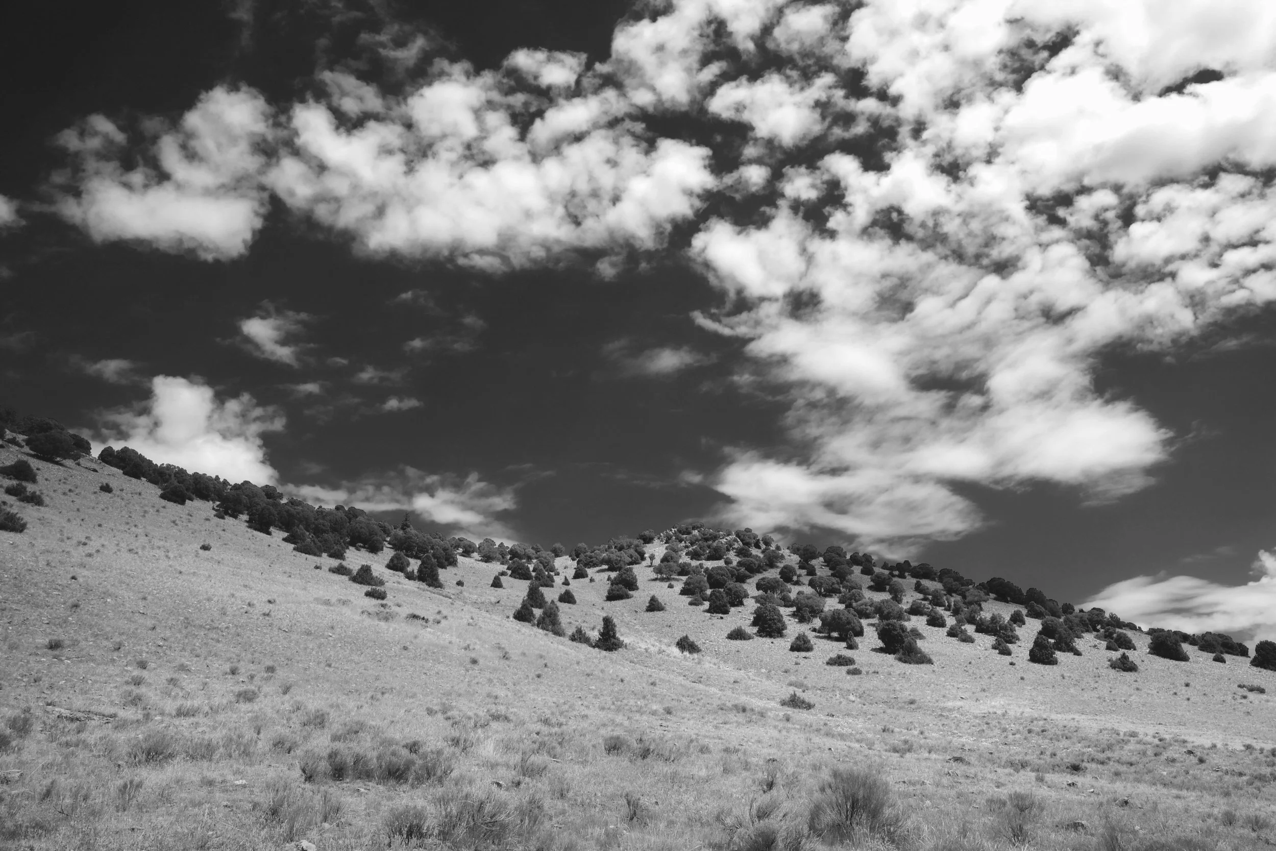 Elk Refuge, Jackson Hole 2012 