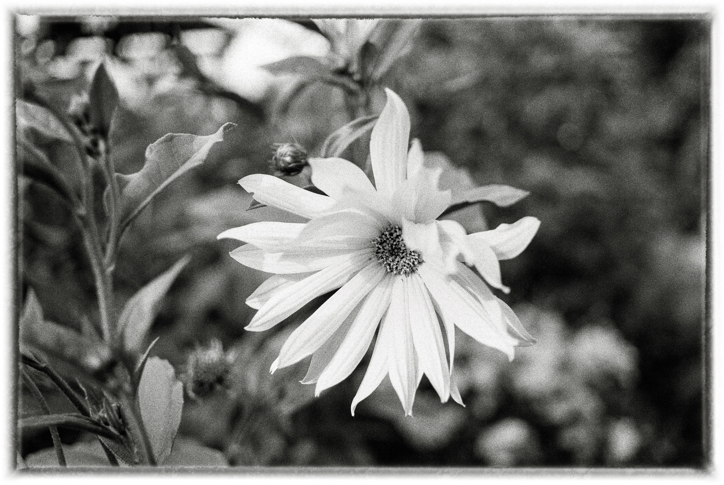 Sunflower Study 2