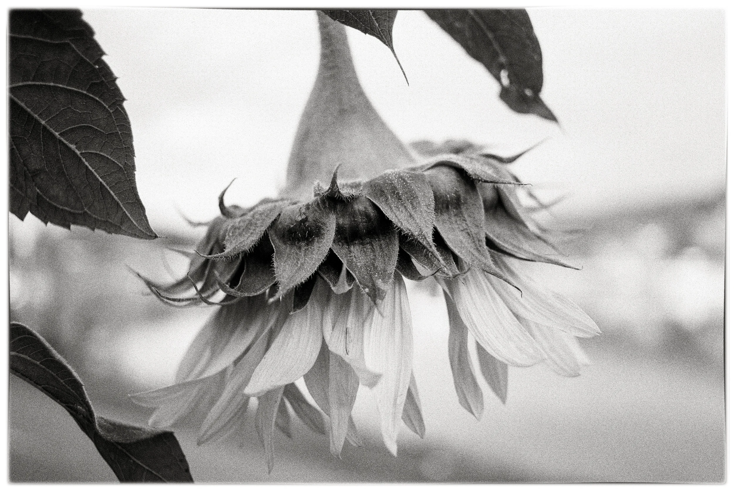 Sunflower Study 3