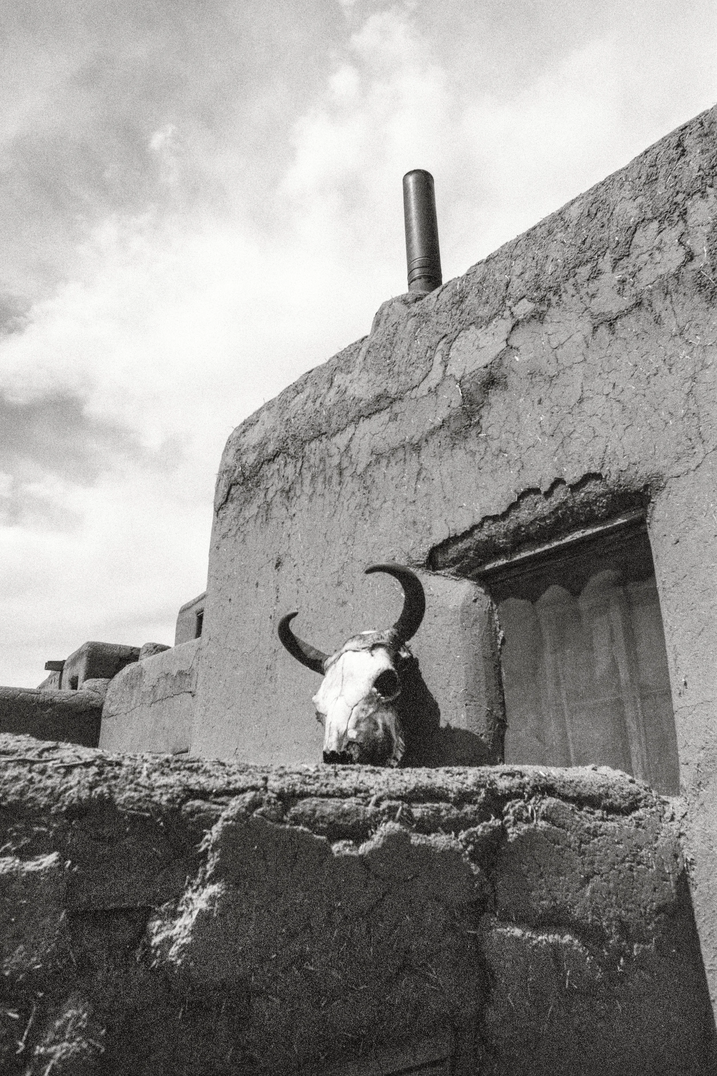 Sacred Bison Skull