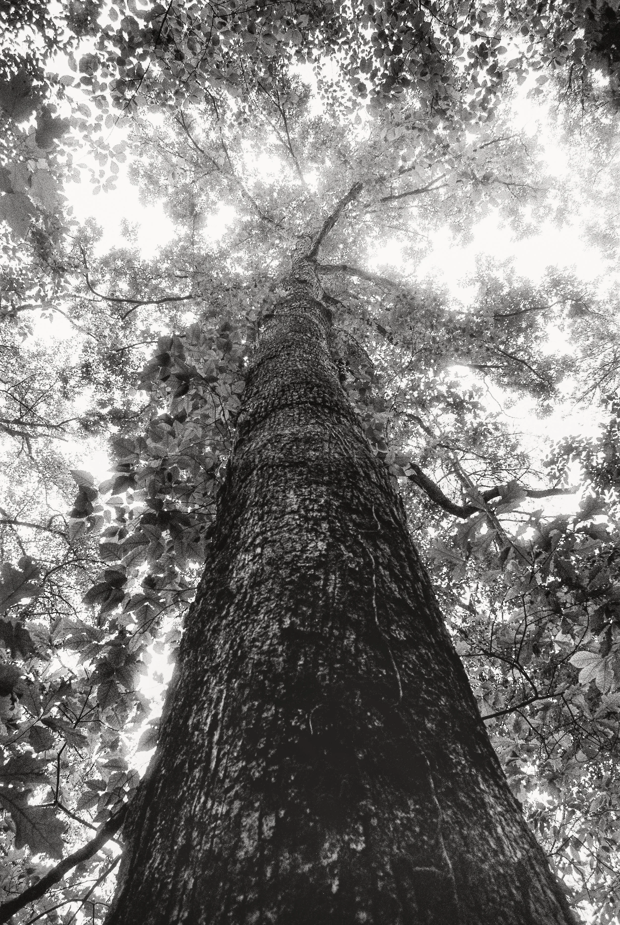 All the Splendor, Georgia, USA 2020