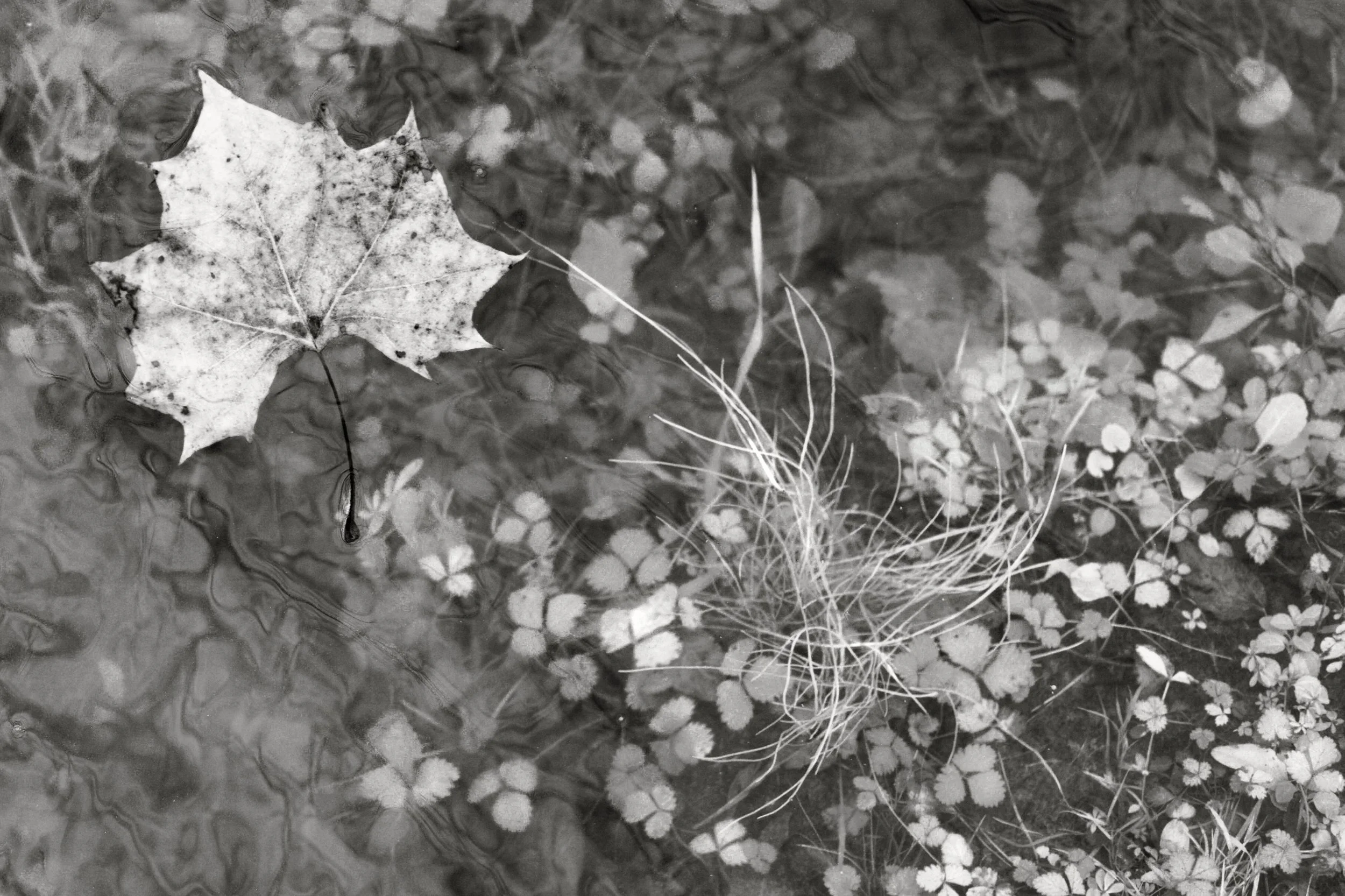 Riverbank Evanescence, 2019
