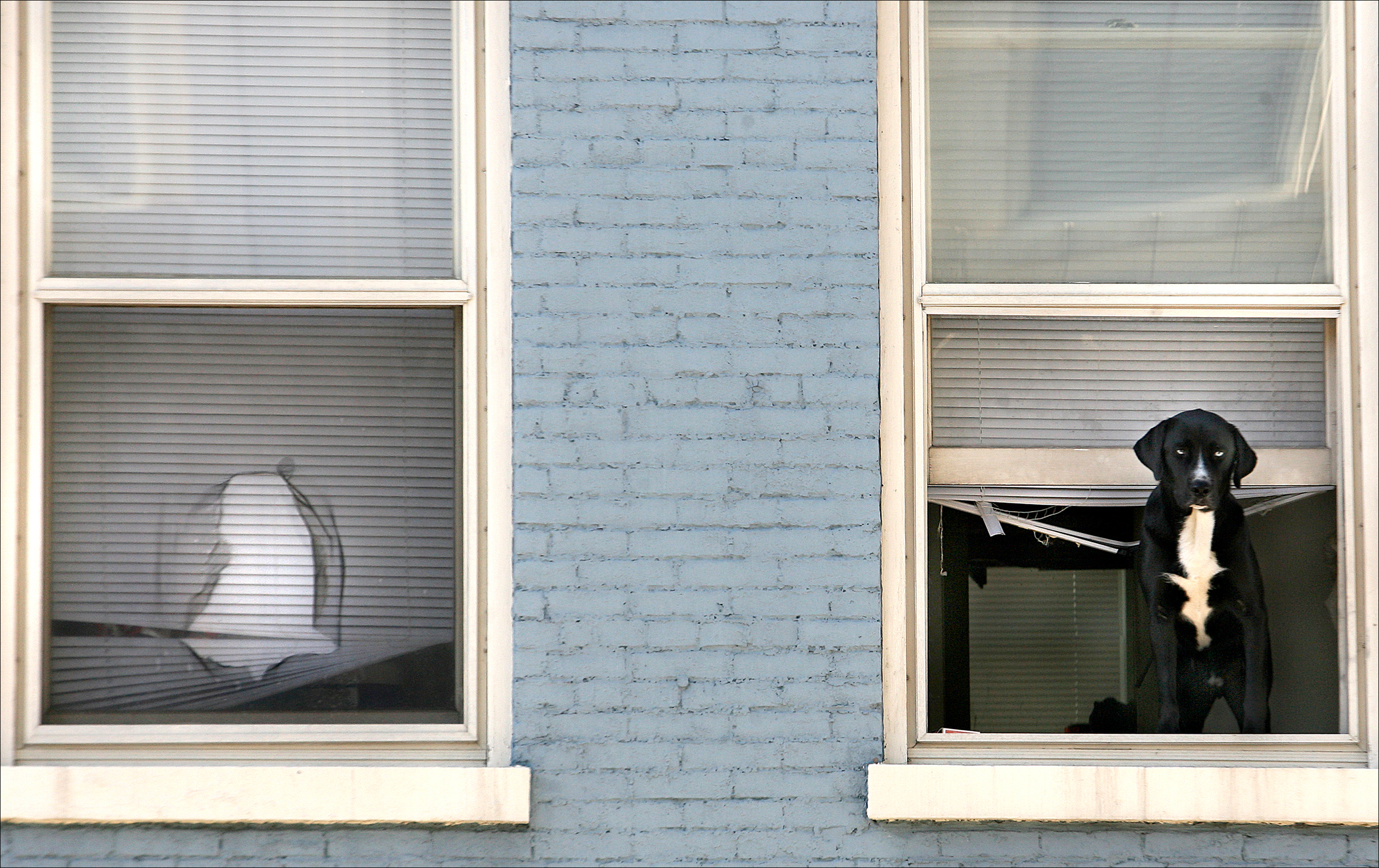  Where there is a will there is a way. An apartment owner’s dog finds a way to stick his head out a second story window to watch traffic.  