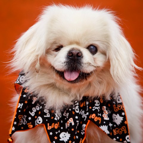 Meet Chance a blind Pekingese looking for his forever home! 