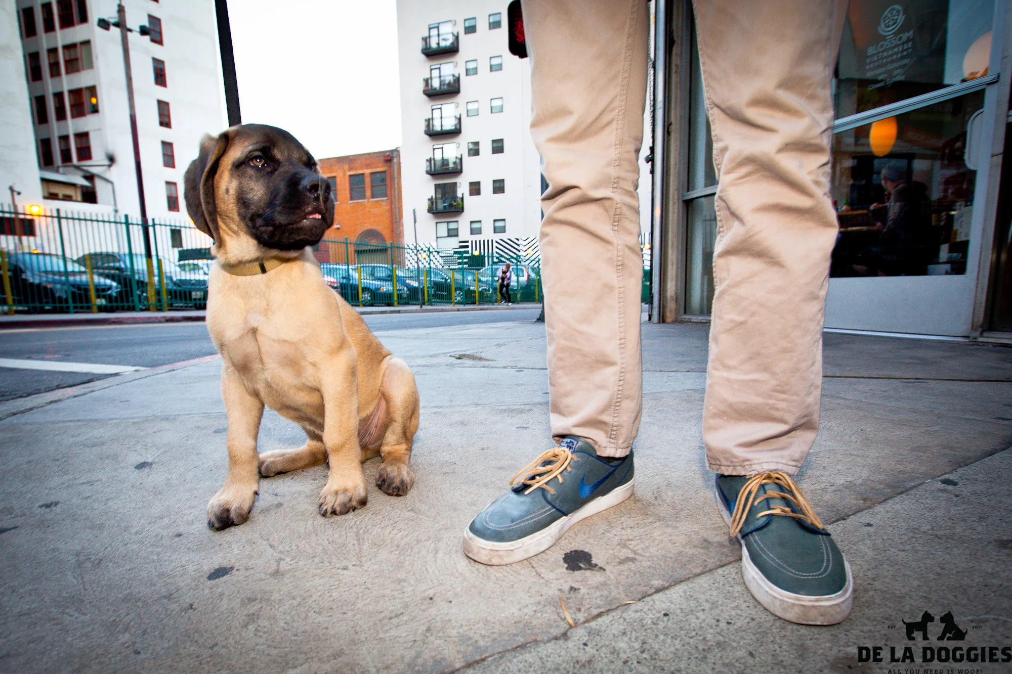 mastiff-1.jpg