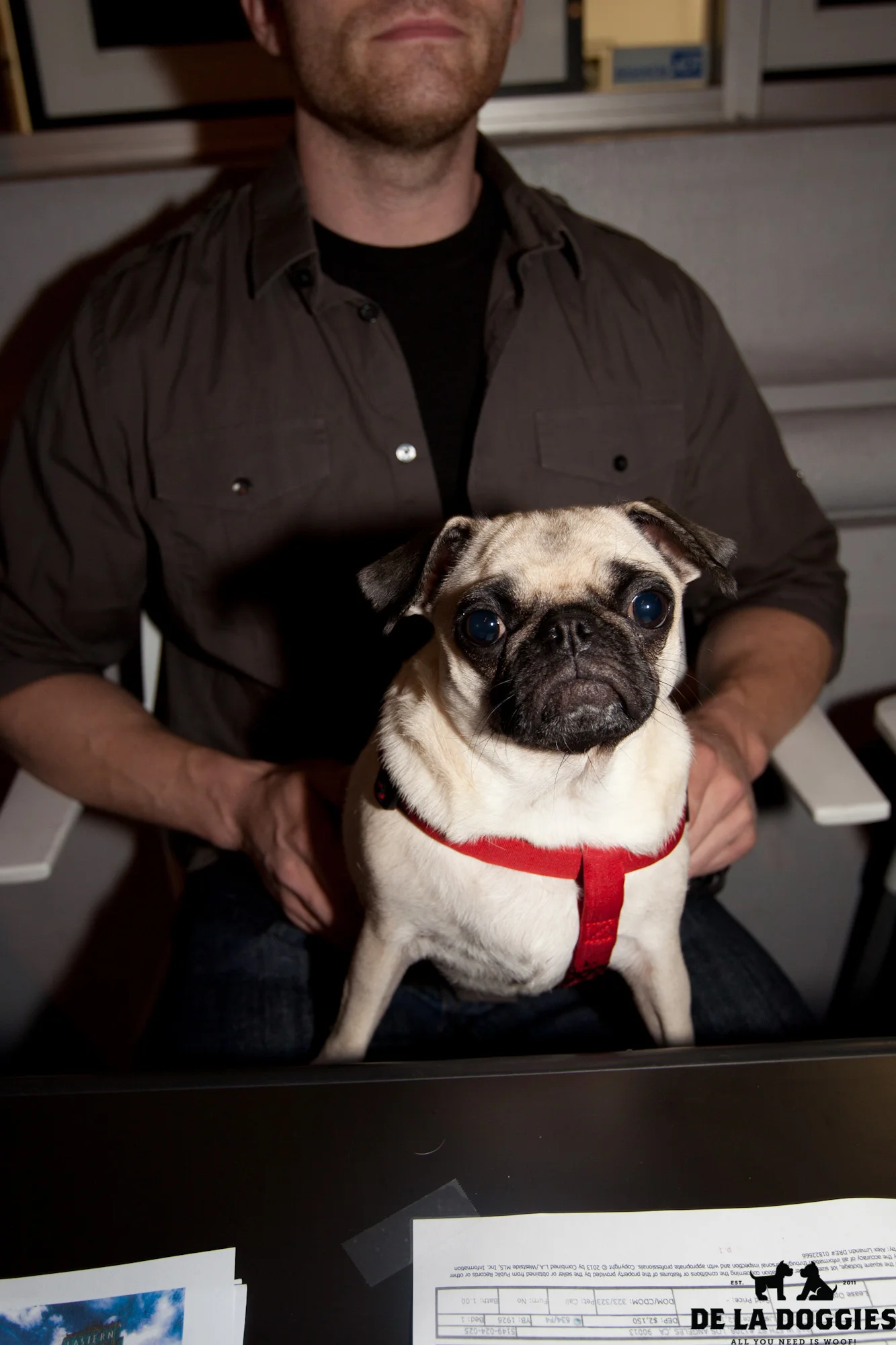 puggy-1.jpg