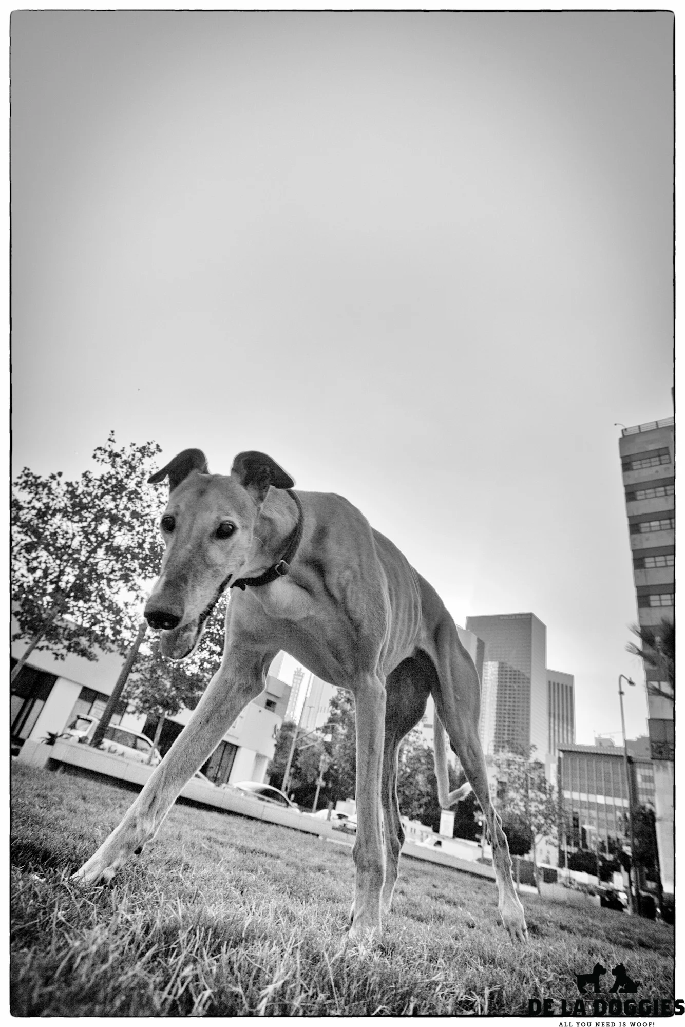 Greyhound-1.jpg