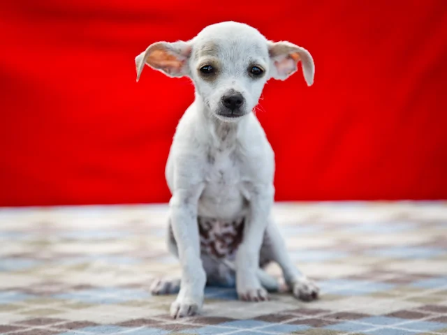 A4613479 Mike is a cuddly three month old white and tan male Chihuahua puppy who was found in East Los Angeles on July 31st and brought to the Downey Shelter. Weighing three pounds, this precious pup’s little feet never hit the ground and each and every handler took a turn holding and loving him. He is very affectionate, gets along well with his kennelmates and we think he will make an outstanding pet for children. Mike is a little lump of love and will make an extraordinary indoor pet for anyone in any living situation. (Did we mention that he has “flying nun ears”?) To watch a video of Mike please click here: www.youtube.com/ watch?v=D2htFlIfCWI