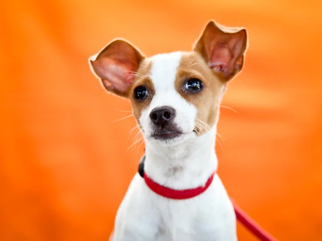 A4614975 Tate is a cute three month old white and tan female Chihuahua puppy who was found in Whittier on August 3rd and brought to the Downey Shelter. Weighing five pounds, this sweetheart told us this was the very first time she tried to walk on leash and would we please be patient with her. (She will need formal training.) She is gentle, gets along fine with other dogs and we believe she will become your children’s best friend in a heartbeat. Tate is a dainty delight who will make an ideal indoor pet for anyone in any living situation. To watch a video of Tate please click here: www.youtube.com/ watch?v=8hkSqvrOlTM