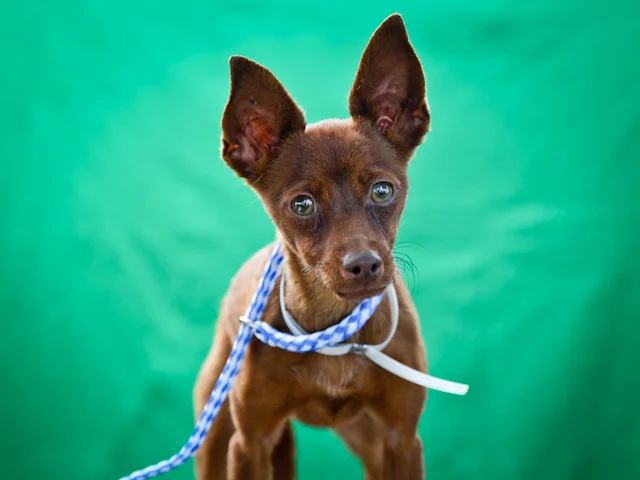 A4618514 My Baby is a stunningly beautiful one year old brown female Teacup Chihuahua puppy who was found in East Los Angeles on August 12th and brought to the Downey Shelter. Weighing five pounds, this graceful girl prances prettily on leash but will benefit from additional training. She is loving, gets along good with other dogs and we think she will make a terrific pet for children. She has a gorgeous silky brown coat and captivating green eyes so get your cameras ready! My Baby is a graceful little lady and will make a marvelous indoor pet for anyone in any living situation. To watch a video of My Baby please click here: www.youtube.com/ watch?v=1t_kaH9AykU