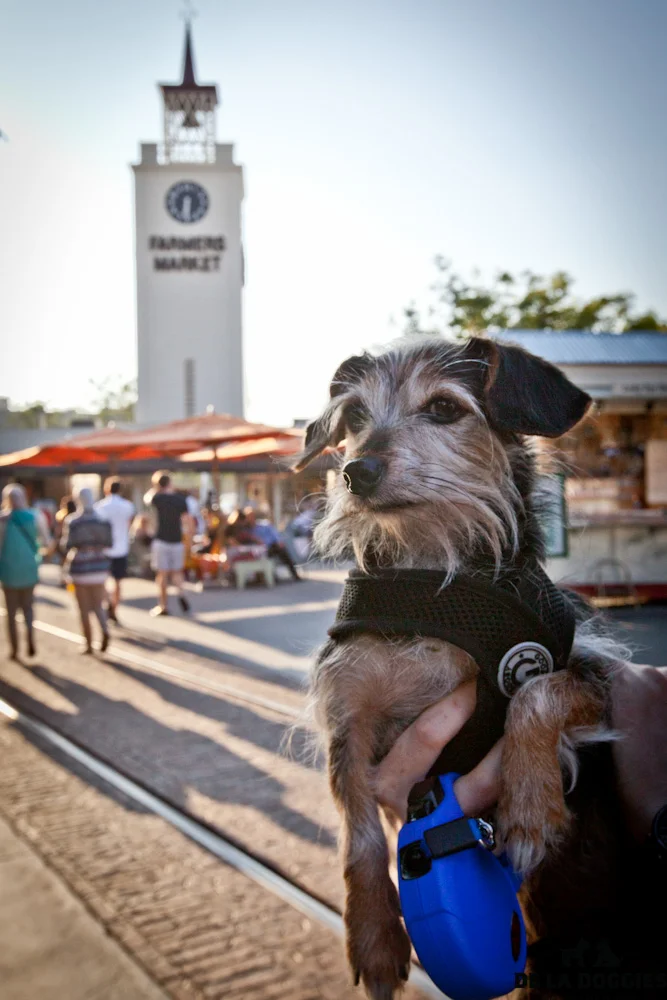 GroveDoggies-19.jpg