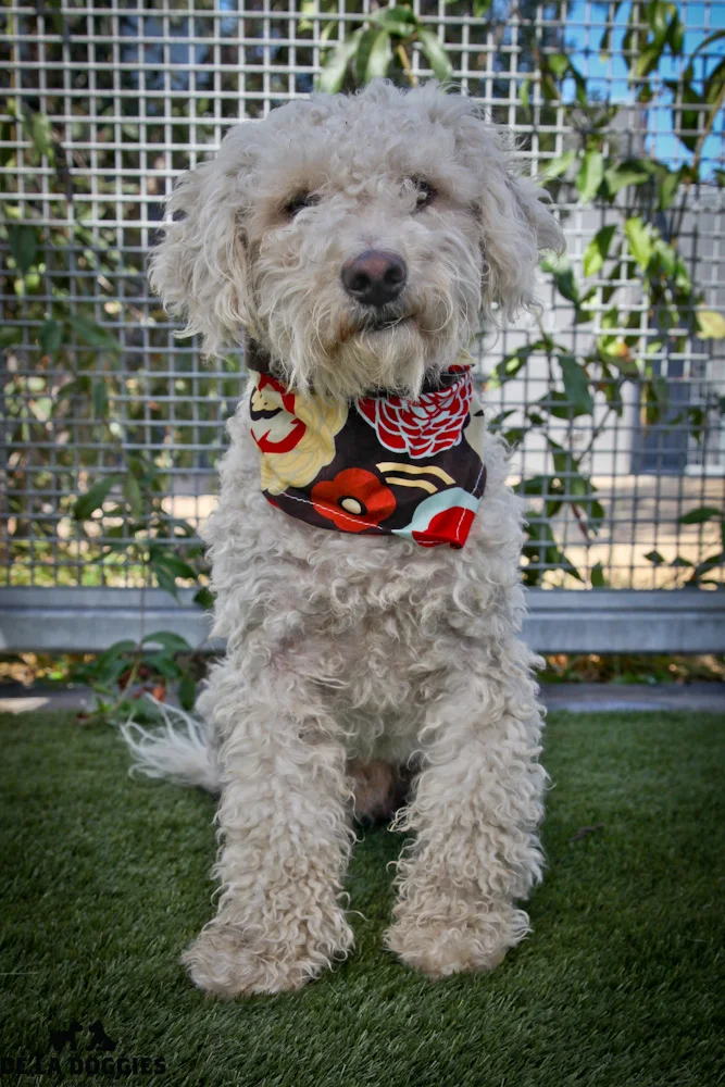 Hi my name is Tommy. A1417912 / Kennel No:SPM153 I am a 1.5 year old, unaltered male, white Poodle - Miniature mix. I am soooo gentle & calm. Just a very sweet boy . I was caught as a stray & have been at the shelter since Aug 19, 2013. South LA animal shelter 1850 West 60th street Los Angeles, CA 90047 L.A. 90018 (213) 485-0214 (213) 485-0227 (213) 485-0303
