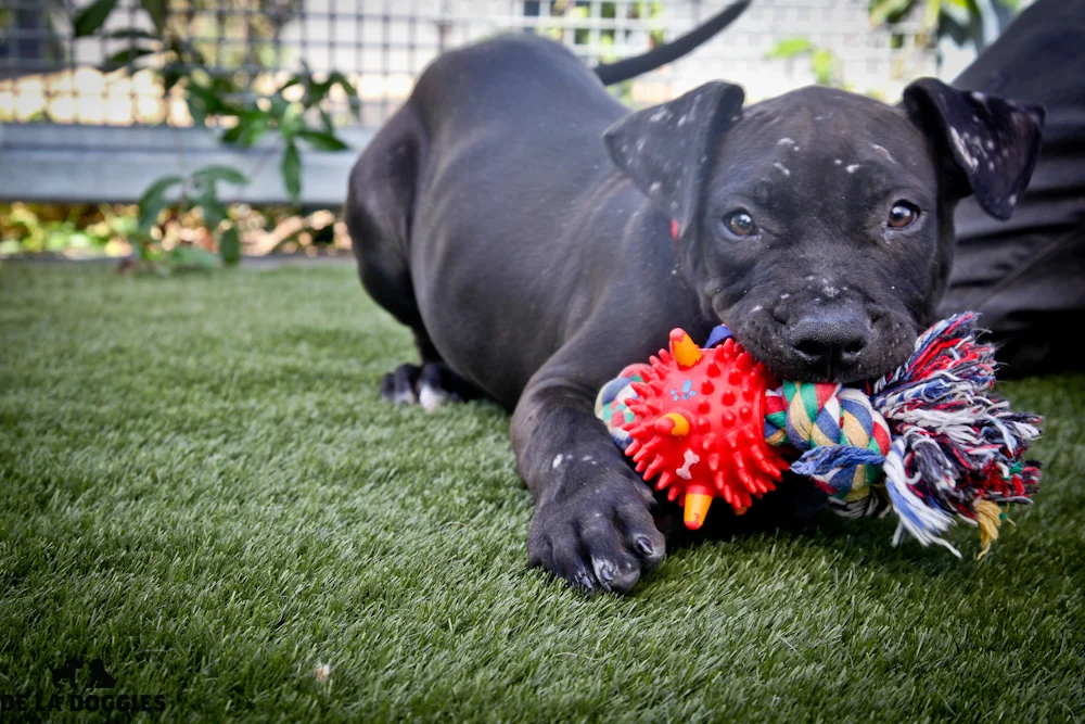 Hi my name is T-bone AKA Tyson. A1417316 / Kennel no:SPM160 I am a 3 month old, 15lb, unaltered male, black and white Pit Bull Terrier. I am just a big baby who LOVES to play!!! It was so nice to be out of my kennel yesterday! I was brought into the shelter as a stray & have been at the shelter since Aug 16, 2013. South LA animal shelter 1850 West 60th street Los Angeles, CA 90047 L.A. 90018 (213) 485-0214 (213) 485-0227 (213) 485-0303