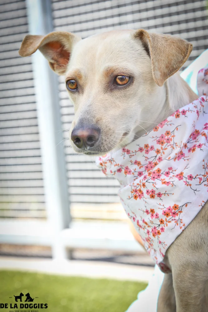 Hi my name is Amber. A1417218 / Kennel no:SPF37 I am a 3 year old, unaltered female, tan and white Dachshund and Chihuahua mix. I am calm, sweet & a lap dog! The best way to describe me is SWEET & gorgeous! I was brought in as a stray & have been at the shelter since Aug 16, 2013. Please come meet me! South LA animal shelter 1850 West 60th street Los Angeles, CA 90047 L.A. 90018 (213) 485-0214 (213) 485-0227 (213) 485-0303