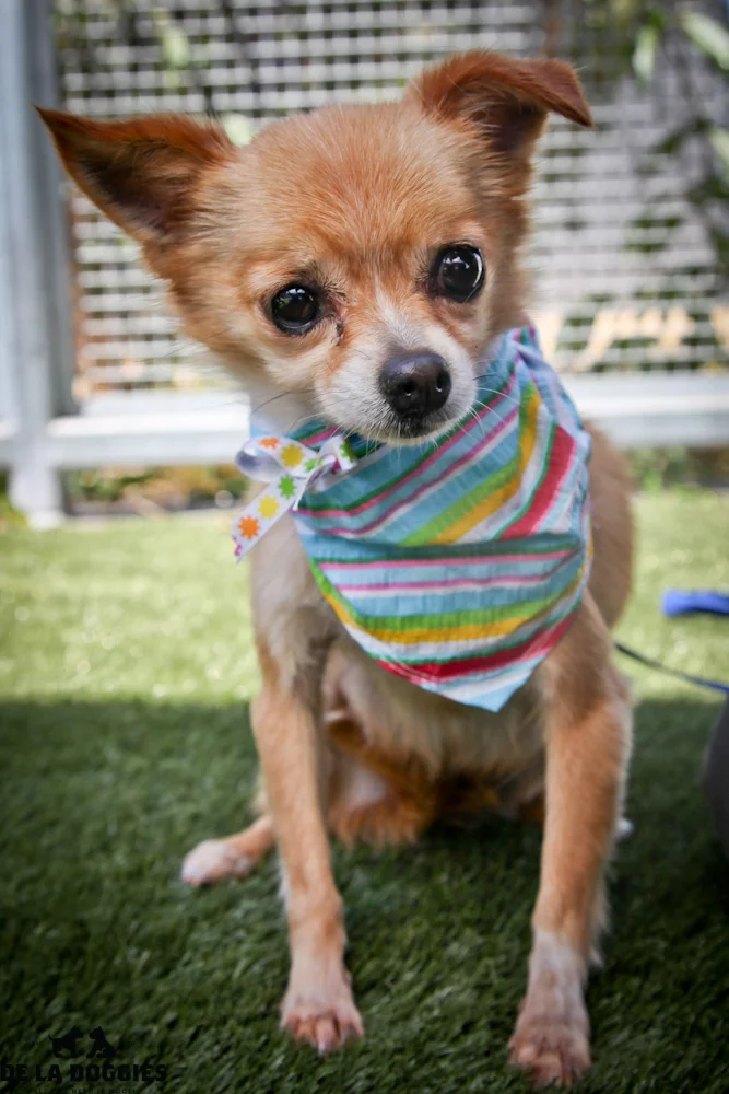 Hi my name is Foxy. A1417116 / Kennel no:SPF220 I am an 8 year old, already spayed female, brown and white Pomeranian. I am calm, sweet & will melt into your arms when you hold me! I am soft and a big cuddler. I was an owner surrender & have been at the shelter since Aug 16, 2013. South LA animal shelter 1850 West 60th street Los Angeles, CA 90047 L.A. 90018 (213) 485-0214 (213) 485-0227 (213) 485-0303