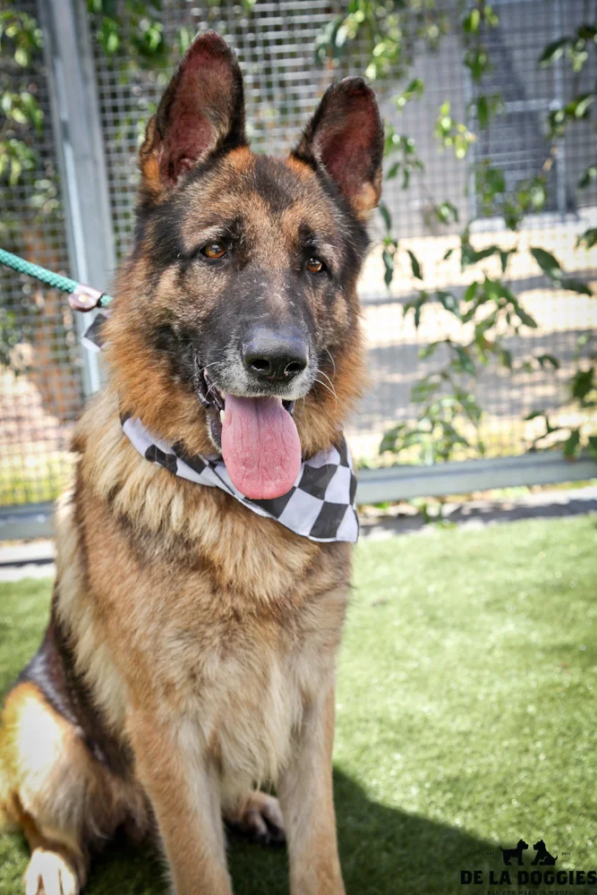 Hi my name is Duke. A1414209 / Kennel no:SDF91 I am an already neutered 7 year old, male, tan and black German Shepherd. I am quite anxious, but VERY friendly. I would love to just be with you and follow you all day long! I would be a great companion. I was brought to the shelter as a stray and have been at the shelter since Aug 06, 2013. South LA animal shelter 1850 West 60th street Los Angeles, CA 90047 L.A. 90018 (213) 485-0214 (213) 485-0227 (213) 485-0303