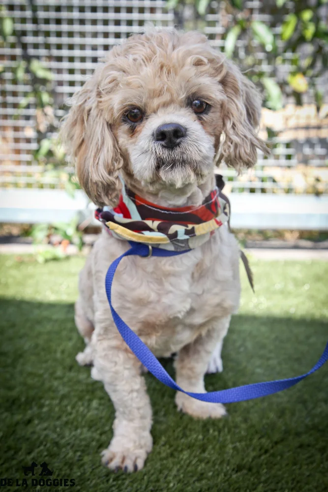 Hi my name is Joe Dirt. A1415898 / kennel no:SPM158 I am a 2 year old, unaltered male, cream Shih Tzu. I am a little serious guy but SUPER friendly. I will sit in your lap all day if you let me! I was caught as a stray & have been at the shelter since Aug 12, 2013. Please come meet me! South LA animal shelter 1850 West 60th street Los Angeles, CA 90047 L.A. 90018 (213) 485-0214 (213) 485-0227 (213) 485-0303