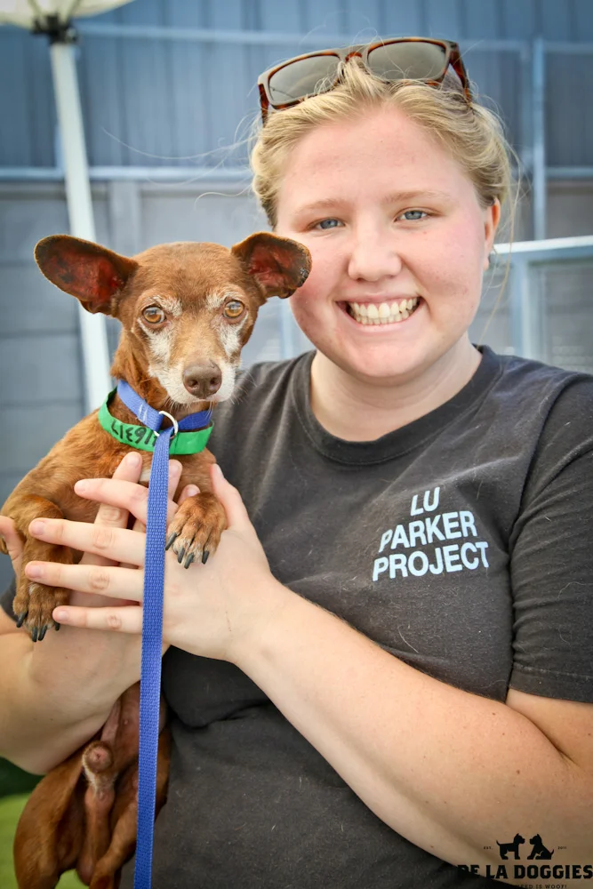 Hi my name is Buster. A1416317 / Kennel no:SPM165 I am a 7 year old unaltered male, brown smooth coated Chihuahua. I am VERY VERY VERY sweet!!!! I loved hanging out with Jenna on her last day. I was hoping she would take me with her to college I was brought in as a stray & have been at the shelter since Aug 13, 2013. Please come meet me!! South LA animal shelter 1850 West 60th street Los Angeles, CA 90047 L.A. 90018 (213) 485-0214 (213) 485-0227 (213) 485-0303