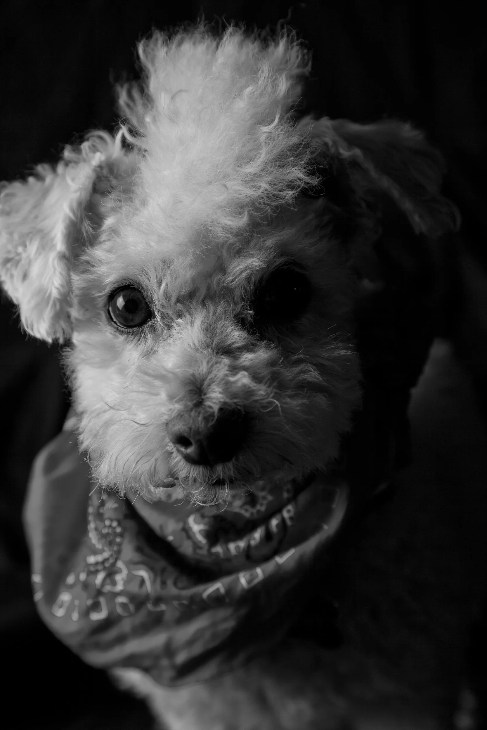 Buddy