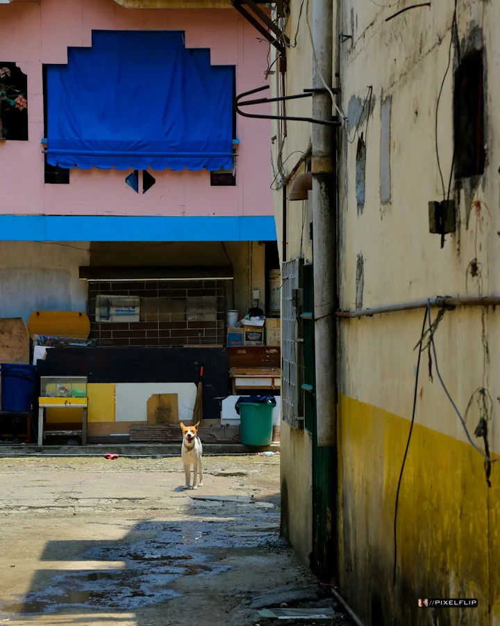 Cebu_Dogs-3-2.jpg