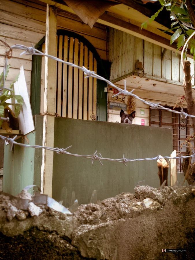 Cebu_Dogs-13.jpg