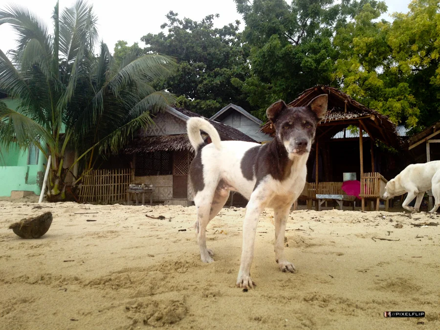 Cebu_Dogs-4.jpg