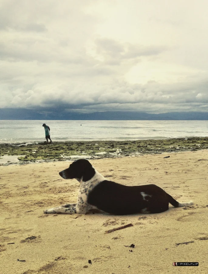 Cebu_Dogs-6.jpg