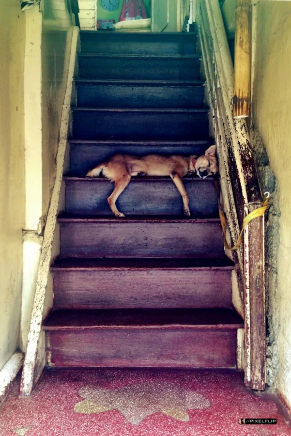 Cebu_Dogs-7.jpg