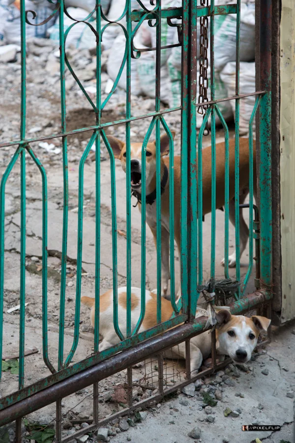 Cebu_Dogs-6-2.jpg