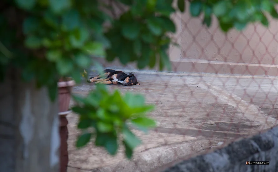Cebu_Dogs-5-2.jpg