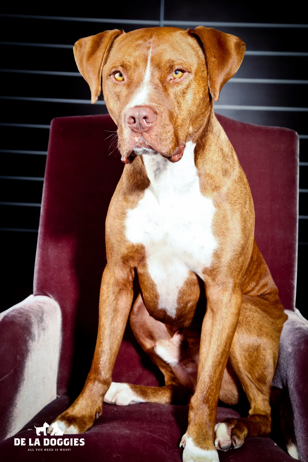 Red, the Red Nose Pittie