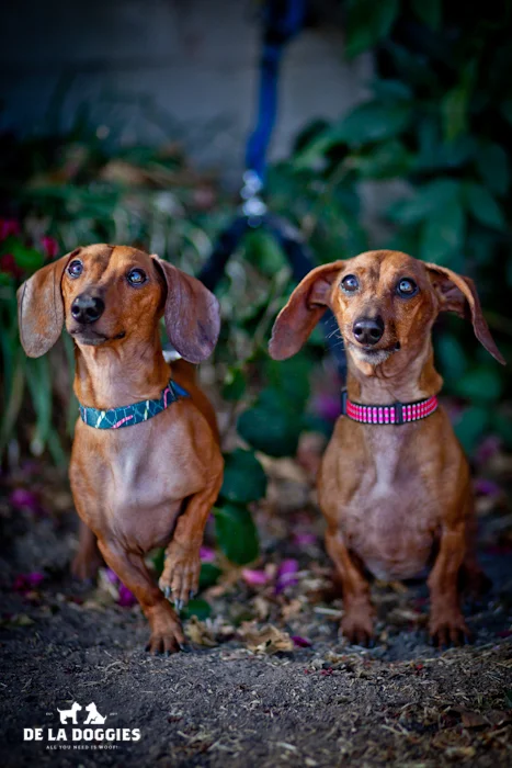 twins.jpg
