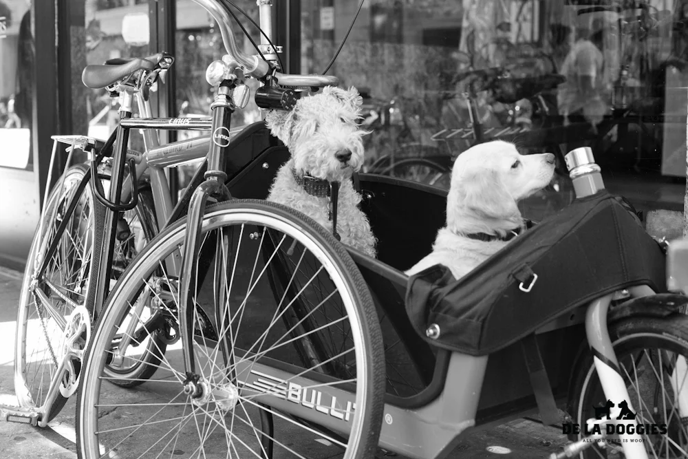 ciclavia-10.jpg