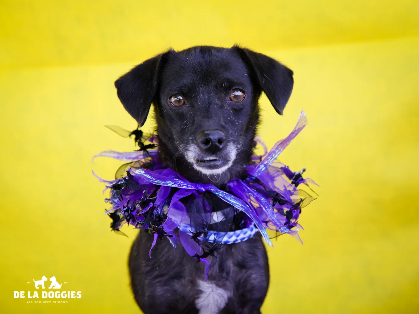 A4637569 Millicent is a super sweet seven year old black and white female Chihuahua who was found in Lynwood on September 27th and brought to the Downey Shelter. Weighing ten pounds, this charmer walks okay on leash and we believe she is housebroken. She is well-behaved, gets along well with dogs of all sizes and we predict she will make an excellent pet for children. Millicent loves to give and receive kisses and will make an amazing indoor pet for anyone in any living situation or for a senior citizen. To watch a video of Millicent please click here: www.youtube.com/ watch?v=JOkiuJCUcHk