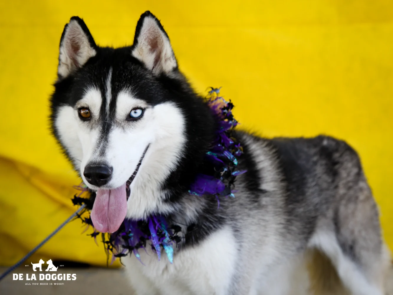 A4632885 Luna Blue is a magnificent four year old black and white spayed female purebred Siberian Husky who was found in Downey on September 16th and brought to the Downey Shelter. Weighing forty-five pounds, this athletic dog walks well on leash and we believe she is housebroken. She is cheerful, gets along fine with other dogs and we predict she will be a fabulous pet for children. Luna Blue will make an awesome running and hiking companion and an extraordinary indoor pet for an active individual or family in any living situation. To watch a video of Luna Blue please click here: www.youtube.com/ watch?v=j7Zo_Bhz-0U 