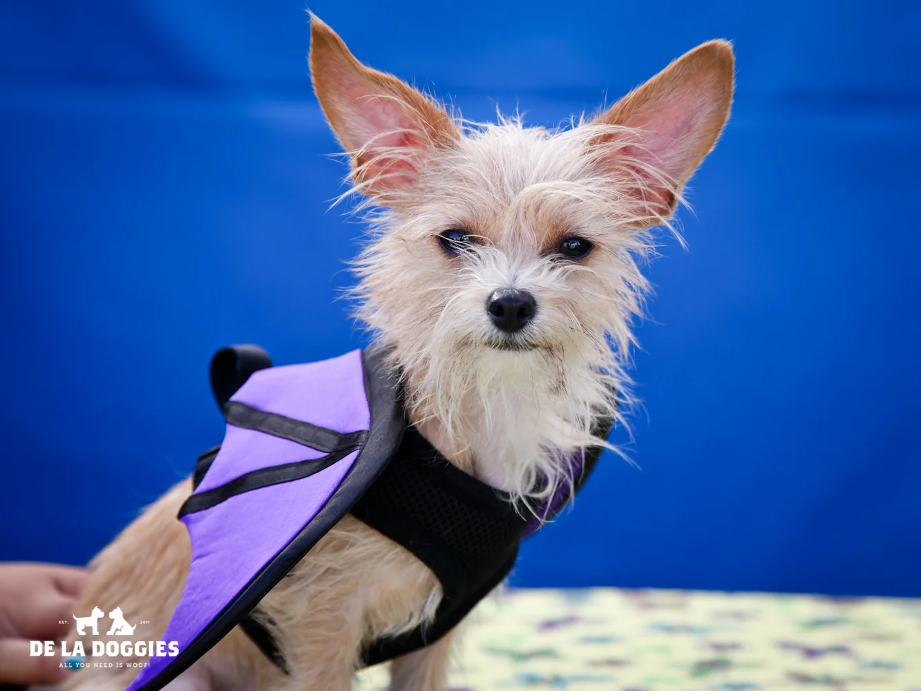 A4637676 Penzoil is a perky eleven month old tan male Terrier puppy who was found in Lynwood on September 28th and brought to the Downey Shelter. Weighing three pounds, this little sparkplug walks okay on leash and is excited about the prospect of beginning training classes. He is cheerful, gets along great with other dogs and we think he would make the perfect pet for children. Penzoil is simply delightful and will make a fabulous indoor pet for anyone in any living situation. To watch a video of Penzoil please click here: www.youtube.com/ watch?v=77KBHvoQEL4