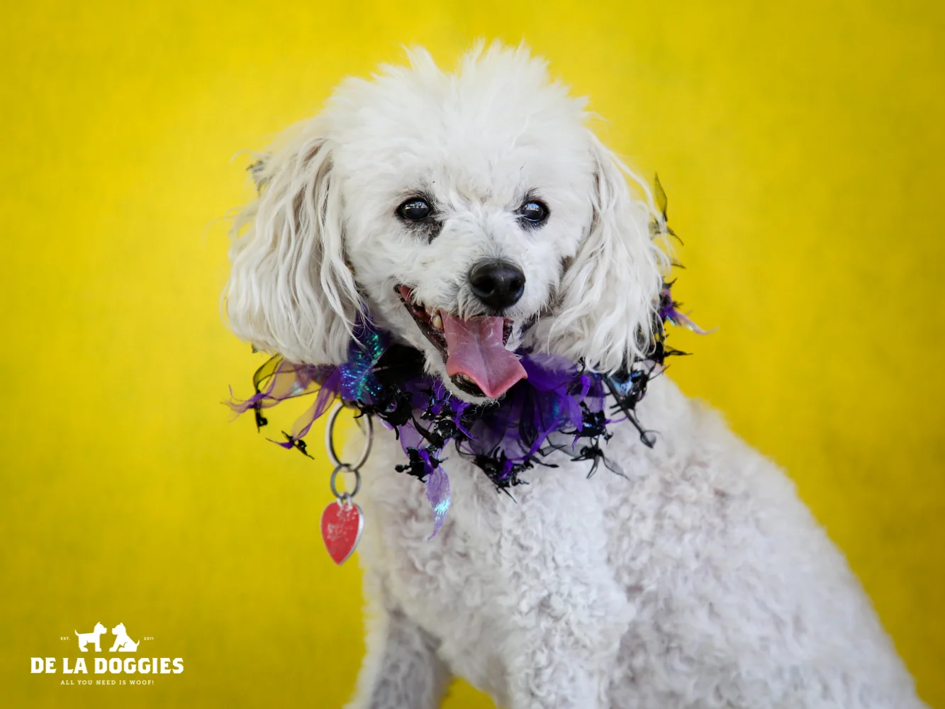A4634219 Missy is a gorgeous ten year old white spayed Miniature Poodle who was forsaken at the Downey Shelter on September 19th along with her brother Patrick (A4634218). Weighing thirteen pounds, this lovely lady walks perfectly on leash and we think she is housetrained. She is easy-going, gets along fine with other dogs and we predict she will make a lovely pet for children. We would love t o see her adopted/rescued out with her brother Patrick and we are keeping our paws crossed that that will happen. Missy is a sensational indoor pet for anyone in any living situation and would be an ideal companion for a senior citizen. To watch a video of Missy and Patrick please click here: www.youtube.com/ watch?v=qLw9qXsiKXg