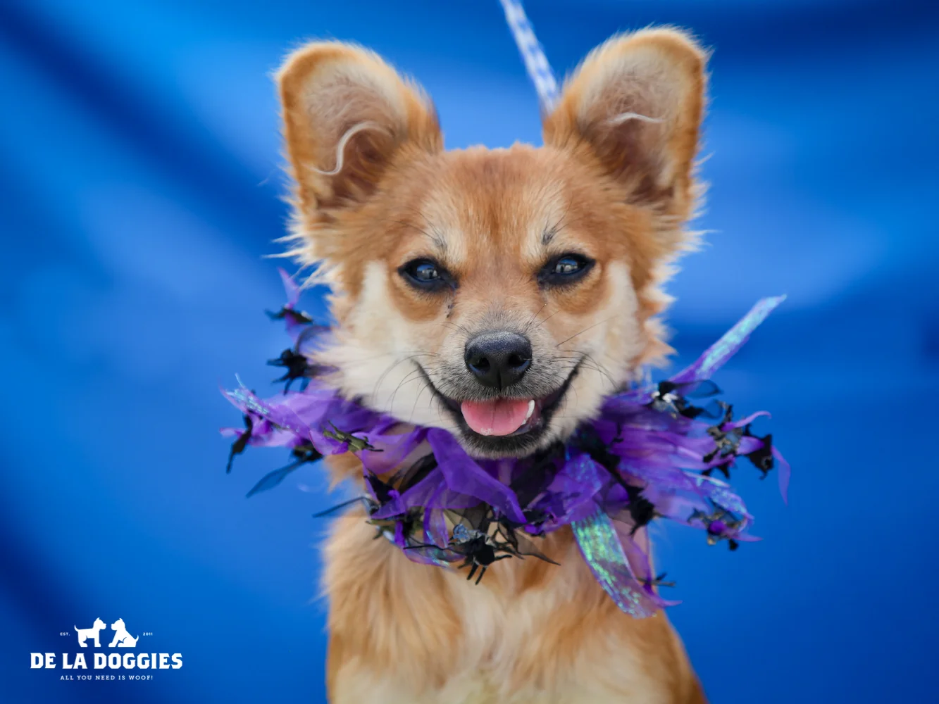 A4635488 Funny Girl is an amiable seven month old brown female Chihuahua puppy who was found in Whittier on September 23rd along with her siblings Freckles (A5635487) and Fern (A5635485) and brought to the Downey Shelter. Weighing eighteen pounds, this baby is a blank slate as far as any kind of training is concerned and with her cooperative temperament we know she will make you proud of her in your training classes. She is gracious, gets along nicely with other dogs and we think she will do beautifully with children. Funny girl will make a sensational indoor pet for anyone in any living situation. To watch a video of Funny Girl please click here: www.youtube.com/ watch?v=-AZ0X_cz1Is