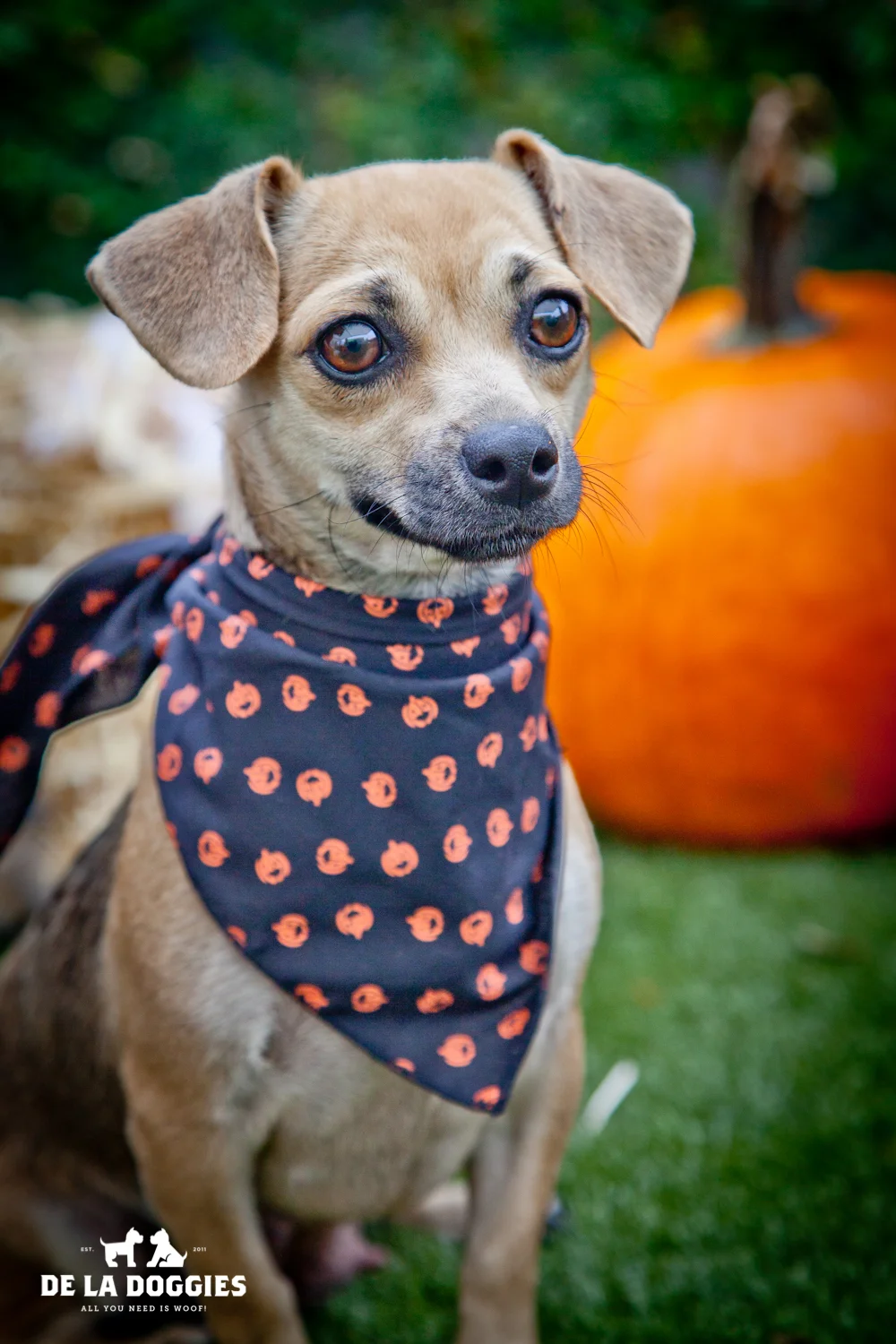 Hi my name is Taylor. A1424343 I am a 4 year old, unaltered female, fawn and white smooth coated Chihuahua. I have been at the shelter since Sep 13, 2013. Please come meet me!! 1850 West 60th street Los Angeles, CA 90047 L.A. 90018 (213) 485-0214 (213) 485-0227 (213) 485-0303