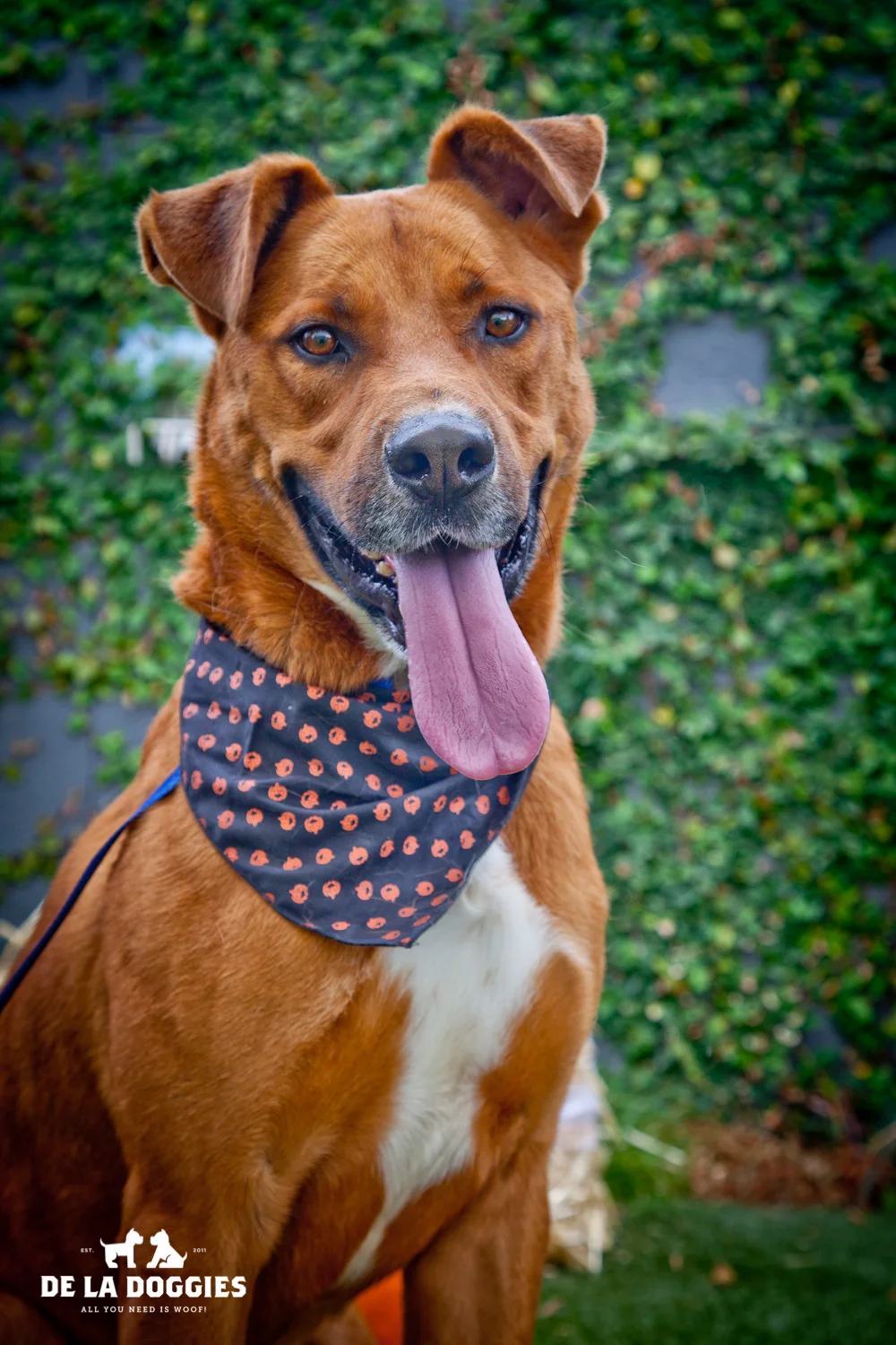 Hi my name is Scooby. A1413472 I am a 3 year old, unaltered male, rust and white Labrador Retriever mix. I have been at the shelter since Aug 03. Please come meet me!! 1850 West 60th street Los Angeles, CA 90047 L.A. 90018 (213) 485-0214 (213) 485-0227 (213) 485-0303