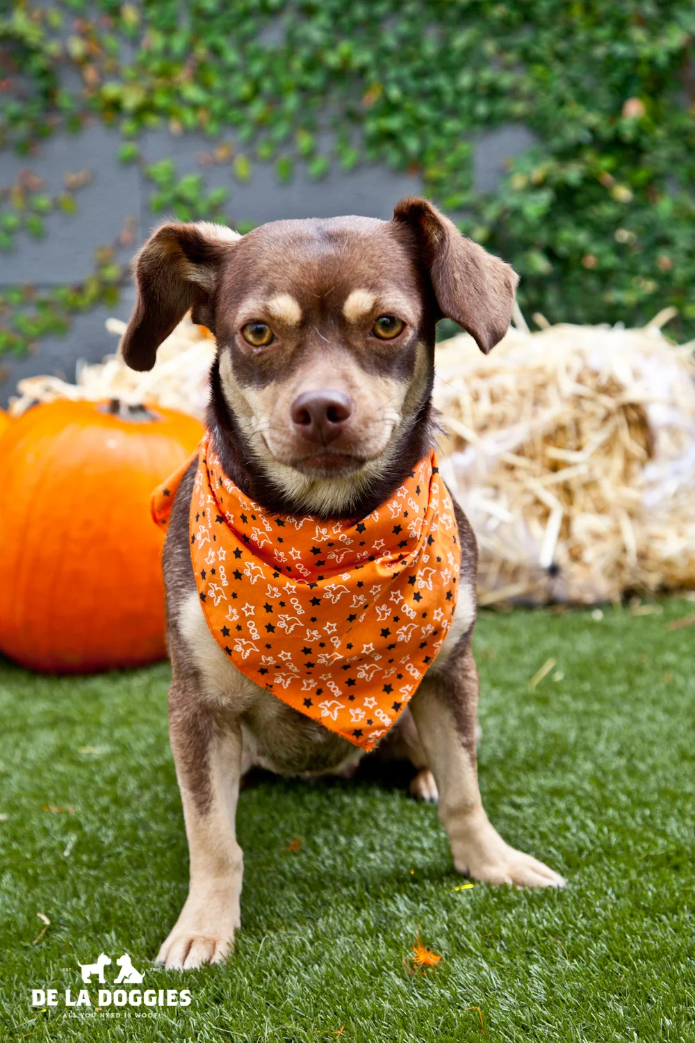 Hi my name is Tilly. A1428377 I am a 2 year old, unaltered female, chocolate and tan Beagle mix. I have been at the shelter since Oct 01, 2013. Please come meet me!! 1850 West 60th street Los Angeles, CA 90047 L.A. 90018 (213) 485-0214 (213) 485-0227 (213) 485-0303