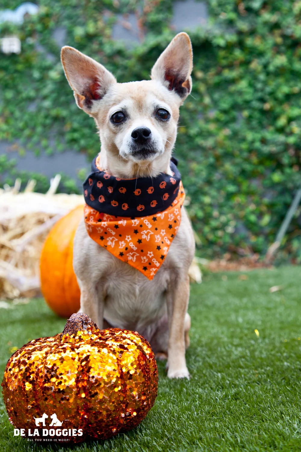 Hi my name is Queen. A1428384 I am a spayed 7 year old, female, tan Chihuahua - Smooth Coated. I have been at the shelter since Oct 01, 2013. Please come meet me! 1850 West 60th street Los Angeles, CA 90047 L.A. 90018 (213) 485-0214 (213) 485-0227 (213) 485-0303