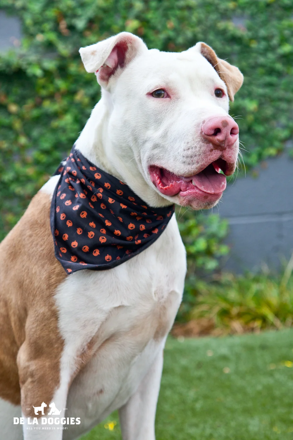 Hi my name is Baby Huey. A1425453 I am a 1 year old, unaltered male, white and tan Pit Bull Terrier. I have been at the shelter since Sep 19, 2013. Please come meet me! 1850 West 60th street Los Angeles, CA 90047 L.A. 90018 (213) 485-0214 (213) 485-0227 (213) 485-0303