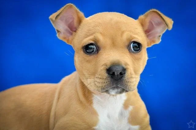 A4629651 Petunia is an affectionate eight week old brown female Pit Bull/Chihuahua mix puppy who was dumped at the Baldwin Park Shelter on September 8th by a backyard breeder, who was trying to make money by breeding pit bulls. Weighing eight pounds, we think this amazing puppy is going to grow to twenty pounds. Obviously she has had no training, but she is extremely food motivated – she’s quite the chow hound – and she’s being fostered by one of our volunteers and being raised with a litter of kittens! Petunia is going to make an outstanding indoor pet for an active family living in a private home. To watch a video of Petunia please click here: www.youtube.com/ watch?v=c6fXUaPvAIA