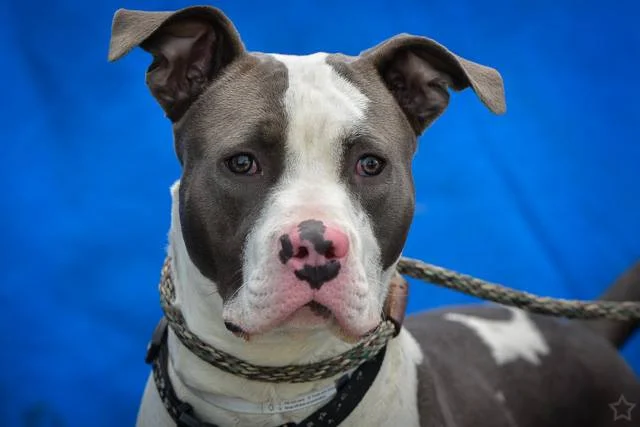 A4644247 Cody is an adventurous nine month old blue and white male Pit Bull puppy who was brought to the Baldwin Park Shelter on October 18th. Weighing approximately fifty pounds, Cody passed his temp test with flying colors and is ready for training. He is athletic and playful and would do best as an only pet with a breed-savvy owner. Cody will make a wonderful indoor pet for an individual or family with no younger children living in a private home. To watch a video of Cody please click here: www.youtube.com/ watch?v=utzcnRLGfbw
