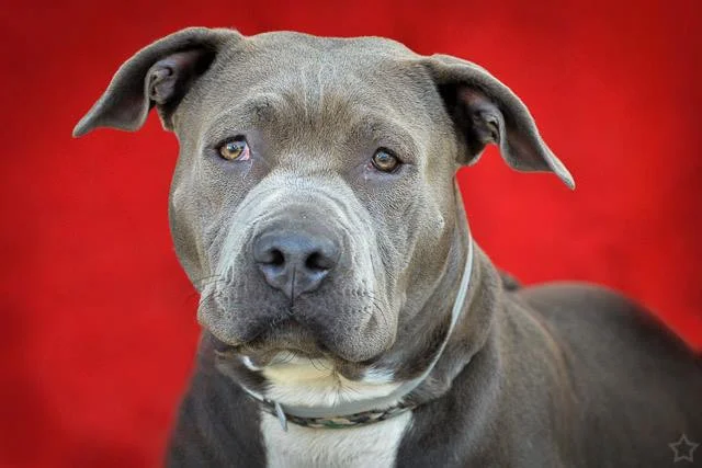 A4644612 Moose is a ten month old grey female Pit Bull puppy who was found in Rosemead on October 20th and brought to the Baldwin Park Shelter. Weighing sixty-one pounds, this medium energy dog appears to have had some leash experience. Moose is a shelter staff and volunteer favorite who passed her shelter given temperament test with flying colors. She gets along with other dogs as long as she i s given a bit of confidence. Although she is shy at first, she warms up quickly and becomes loving and affectionate especially after getting some belly rubs. Moose will be a great indoor pet for an individual or family with school-aged children living in a private home. To watch a video of Moose please click here: www.youtube.com/ watch?v=9nHwMzJMsC0