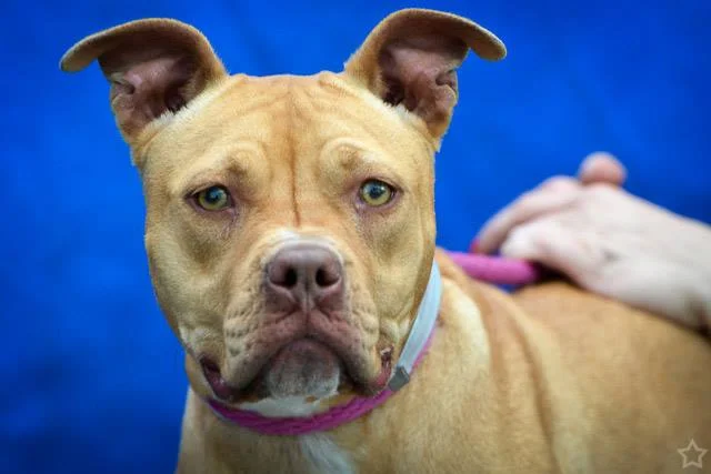 A4644353 Cookie is an entertaining ten-month old fawn female Staffordshire terrier mix puppy whose owner abandoned her at the Baldwin Park shelter on October 19th because she did not get along with her former owner’s cats. Weighing forty-seven pounds, she could use some training, but she is smart and eager to please. Cookie is a natural comedienne and is guaranteed to bring a smile to your face w ith her enthusiastic greetings and somewhat goofy style of play. Her former owners reported that she gets along with small children and with other dogs; she aced her shelter-administered temperament test. Cookie will be a comical and loyal best friend to an individual, couple, or family living in a single-family home. To watch a video of Cookie please click here: www.youtube.com/ watch?v=NFH5msiFJBU