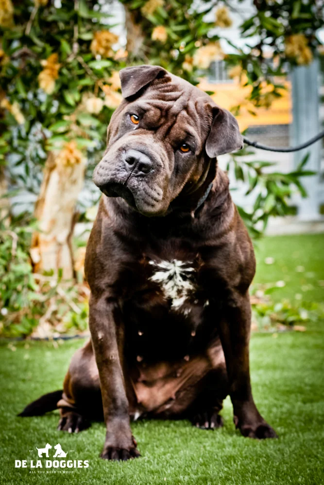 Hi my name is Mousse. A1424088 I am a 2 year old, unaltered female, brown Chinese Sharpei. I have been at the shelter since Oct 13, 2013. Please come meet me! 1850 West 60th street Los Angeles, CA 90047 L.A. 90018 (213) 485-0214