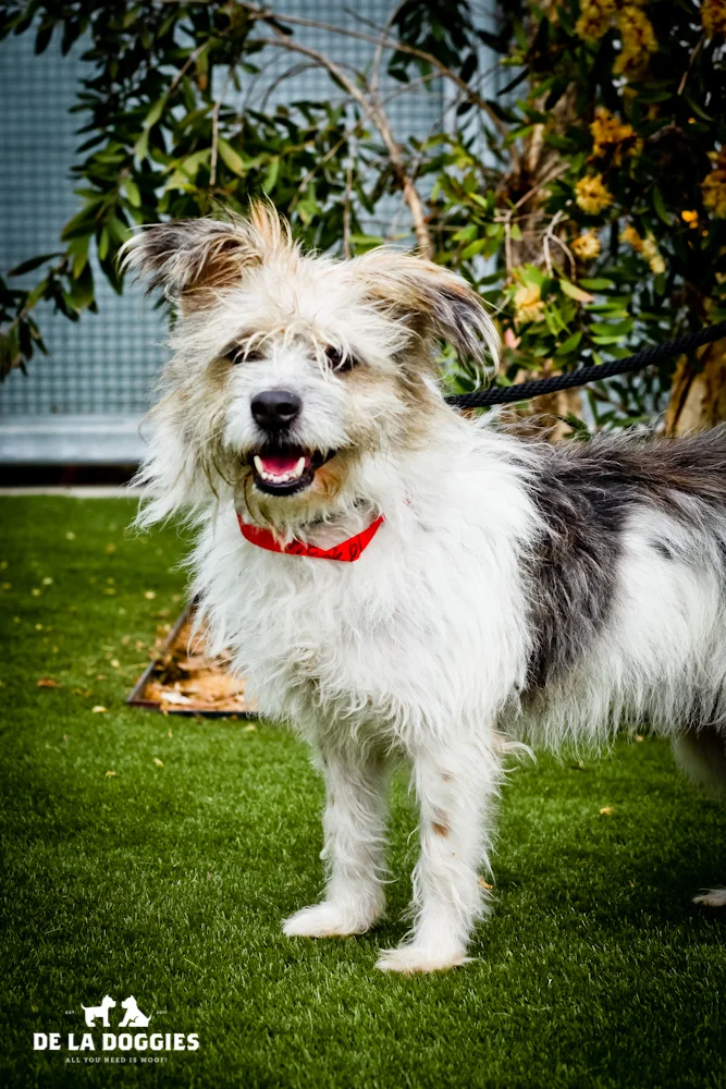 Hi my name is Sandy. A1430760 I am a 1 year old, spayed female, tricolor Terrier mix. I have been at the shelter since Oct 11, 2013. PLEASE come meet me! 1850 West 60th street Los Angeles, CA 90047 L.A. 90018 (213) 485-0214